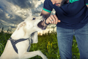 Steps to Take Immediately After a Dog Bite in Ohio